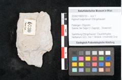 Foto (Objekt + Etikett) von Hypnum sagorianum Ettingshausen (NHMW-GEO-2024-0188-6730)